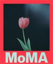Color film for i-Type - Moma Edition