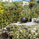 Ingemar Sabbah MOSS GREEN / BLACK